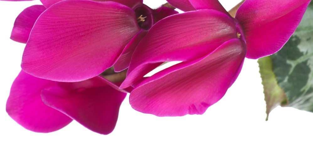 Cyclamen Note